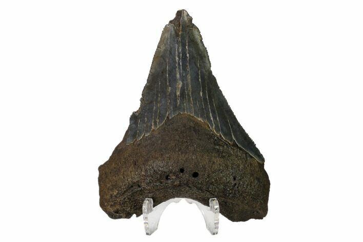 Serrated, Fossil Megalodon Tooth - Georgia #158746